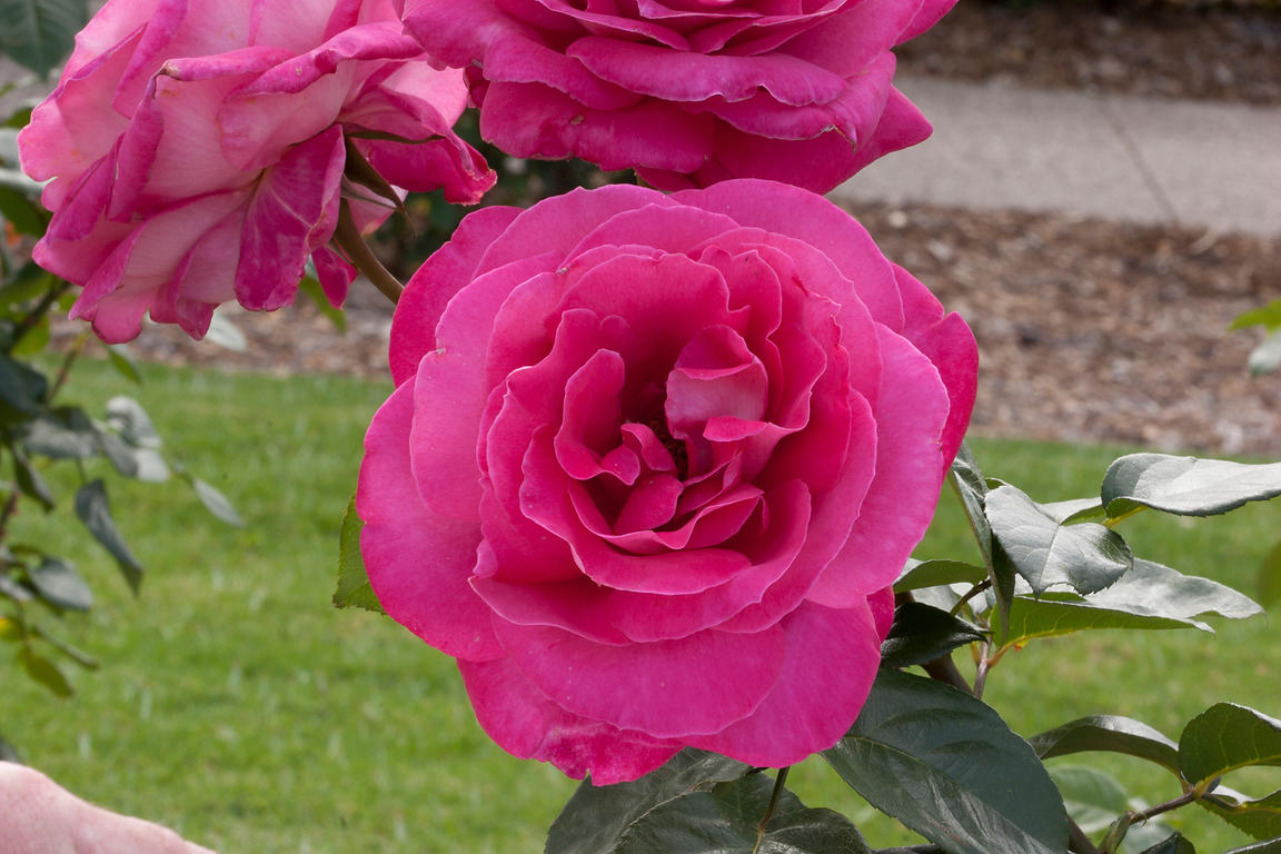 Rosa 'Baronne Edmond de Rothschild'